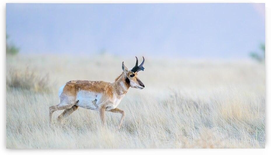 Pronghorn by Trey Neal  Natures Wildscapes