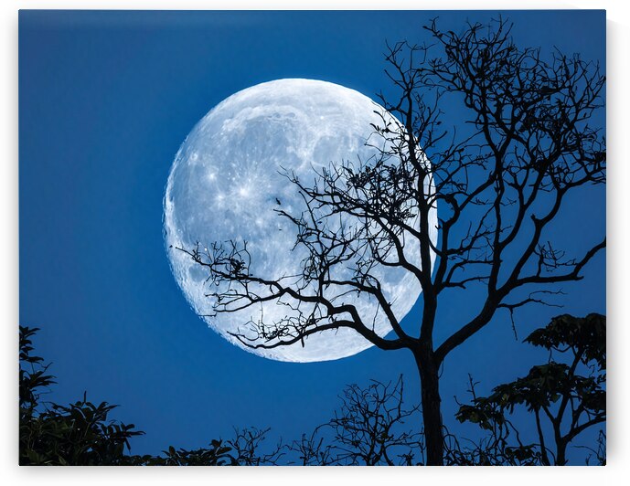 Blue Moon Whispers by Modern Wall Artwork