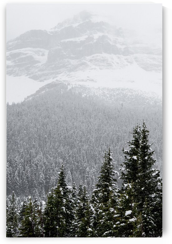 Blizzard | Jasper Alberta by Wildhood