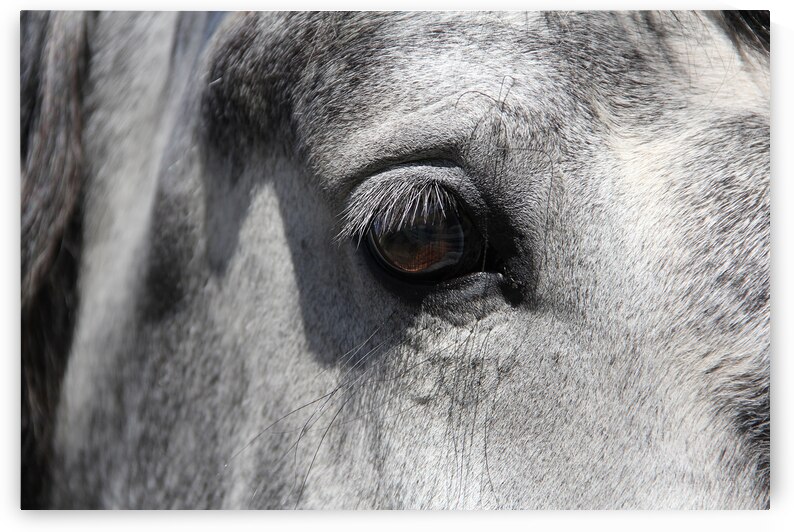 Wild Horse | Gray by Wildhood