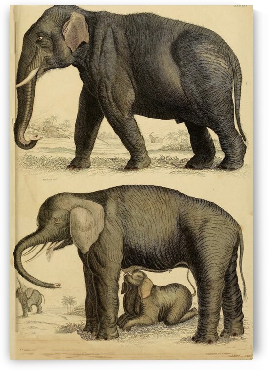 NANCY CALVERT PHOTOGRAPHY: AFRICA 1 by Nancy Calvert