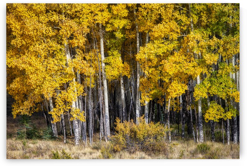 Autumn aspens by Andy Crawford