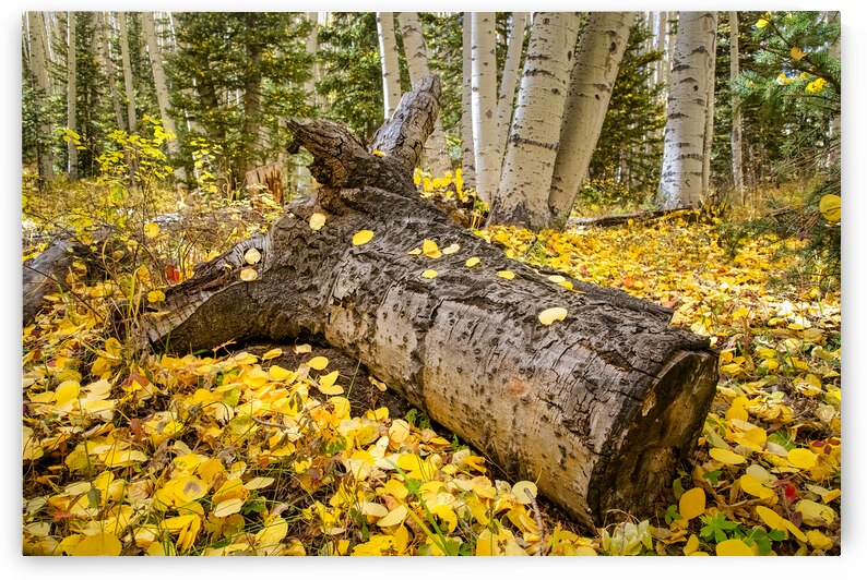Fall in the aspens by Andy Crawford