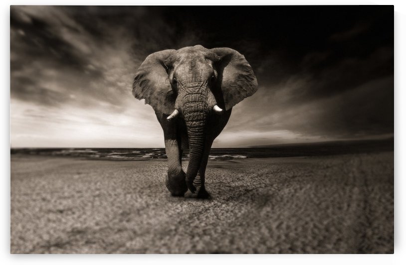 elephant animal africa safari by Shamudy