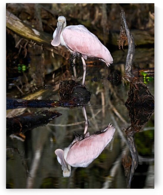 Reflection in Pink by Andy Crawford