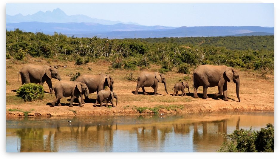 elephant herd of elephants by Shamudy
