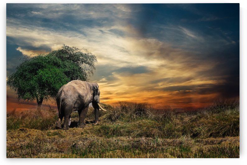 elephant mammal safari animal one by Shamudy