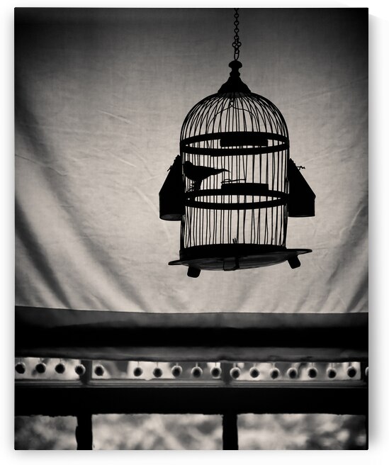 Birdcage by Dave Bowman