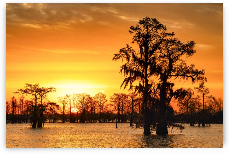 Louisiana Gold by Andy Crawford