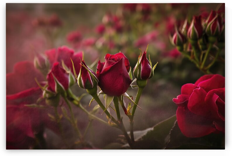 Natural background of buds of red roses flowers 3 by Iremia Tudor