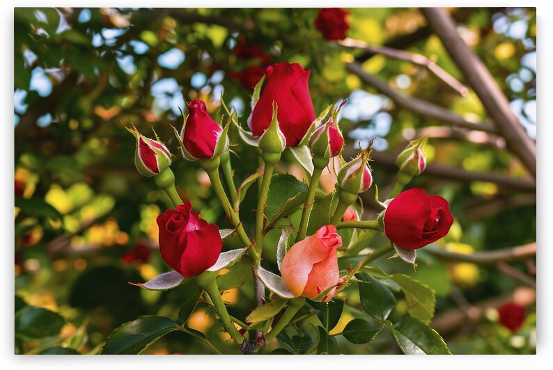 Natural background of buds of red roses flowers.j by Iremia Tudor