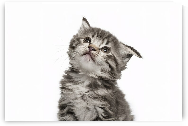 Playful funny kitten looking up isolated on a whi 1722619679.6096 by Valentin Catargiu