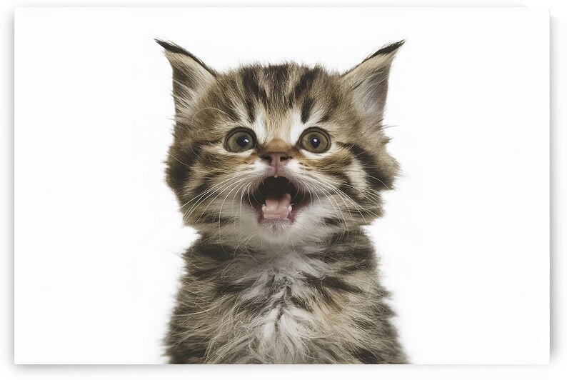 Playful funny kitten looking up isolated on a whi 1722619699.3613 by Valentin Catargiu