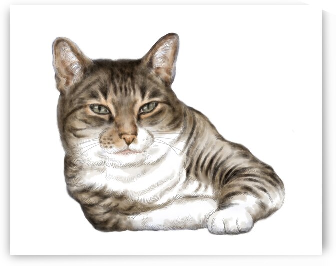 Cute adorable cat portrait on white background by Kevin Miller Photography