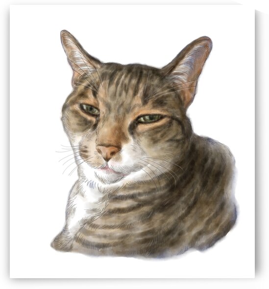 Cute adorable cat portrait watercolor painting by Kevin Miller Photography