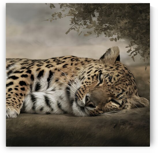 persian leopard sleeping 8 by Valentin Catargiu