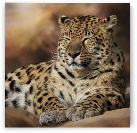 persian leopard sleeping 2 by Valentin Catargiu