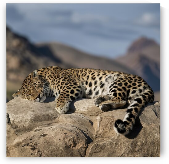 persian leopard sleeping 10 by Valentin Catargiu