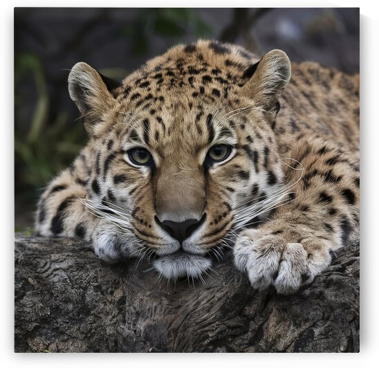 persian leopard sleeping 12 by Valentin Catargiu