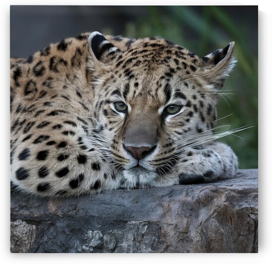 persian leopard sleeping by Valentin Catargiu