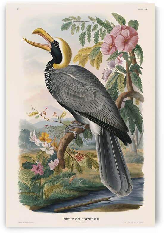 Grey winged trumpeter 3 by Anghel Viorel