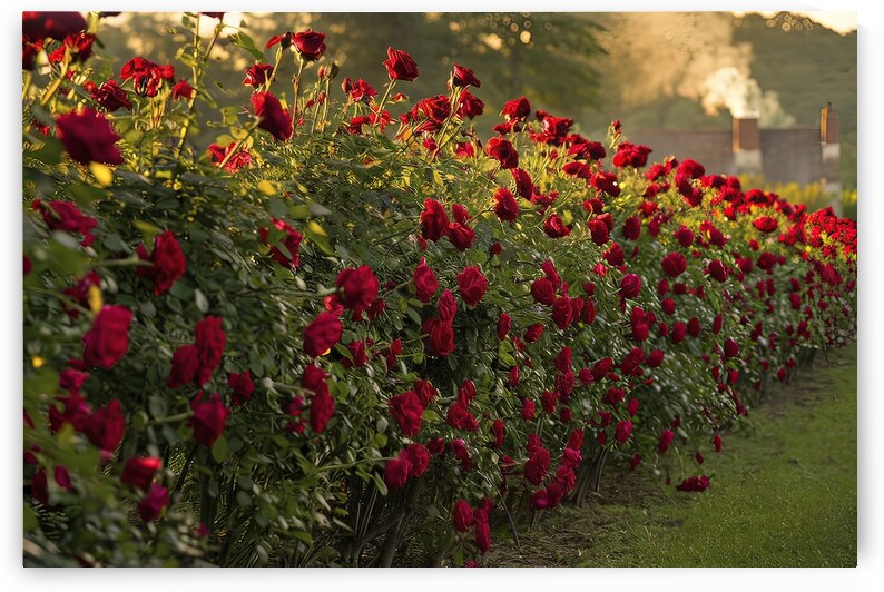 roses background 3 by Anghel Viorel