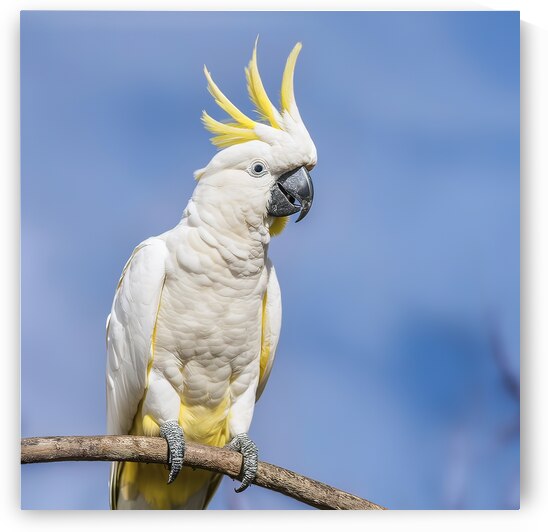 Close up of Sulphur crested Cockatoo 2 by Anghel Viorel