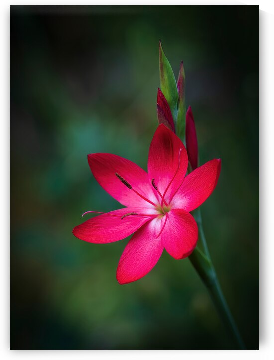 Red Oregon Sunset Flower Botanical Art by Kathleen Reed