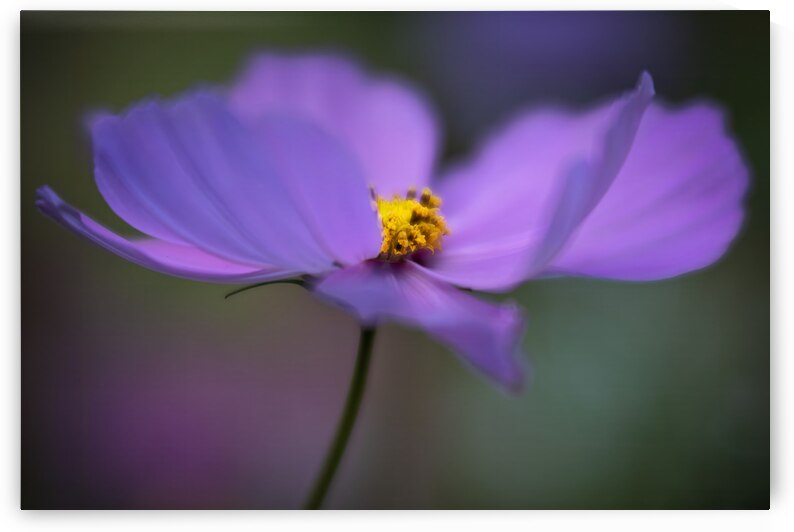 Purple Cosmos Wildflower on the Oregon Coast by Kathleen Reed
