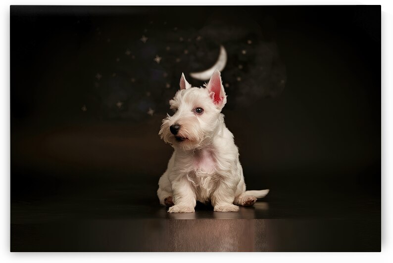 white scottish terrier puppy on a dark background 1722834691.1576 by Mirela Poiana