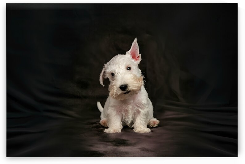 white scottish terrier puppy on a dark background 1722834696.2693 by Mirela Poiana