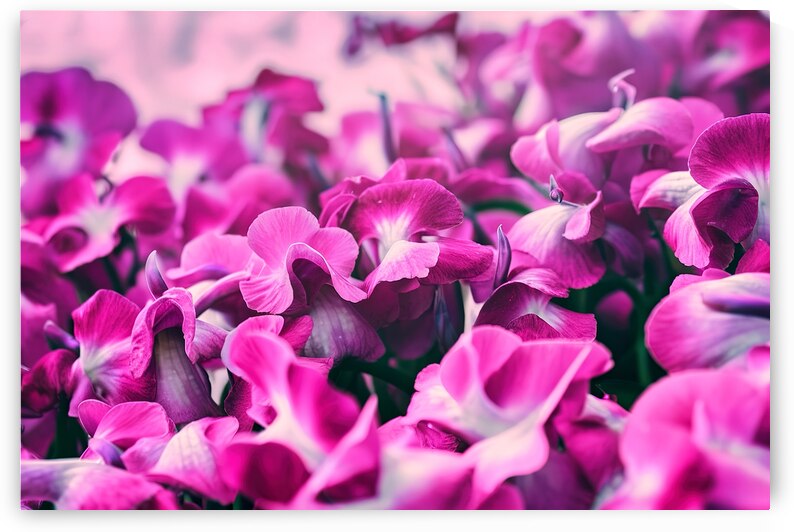 A close up of vibrant purple flowers 2 by Mirela Poiana