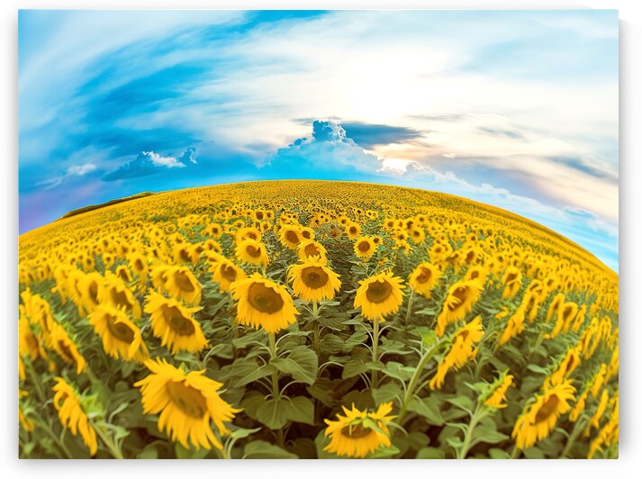 A vibrant field of sunflowers under a partly clou 1722835675.567 by Mirela Poiana