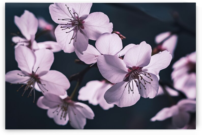 White cherry blossom on dark background 2 by Mirela Poiana