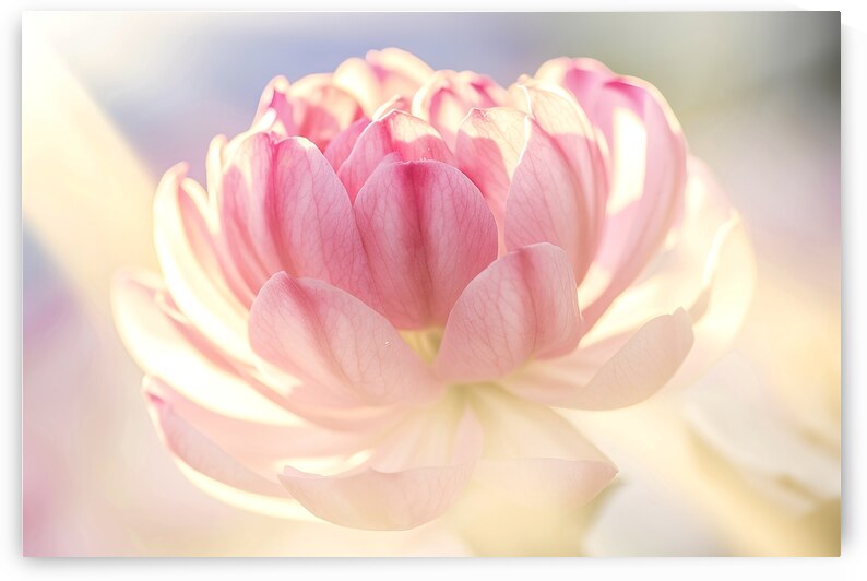 A delicate and vibrant pink flower with multiple  1722838021.5247 by Veres Ioana