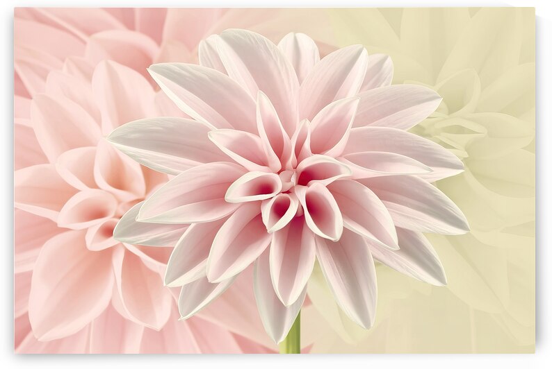 A delicate and vibrant pink flower with multiple  1722838035.9332 by Veres Ioana