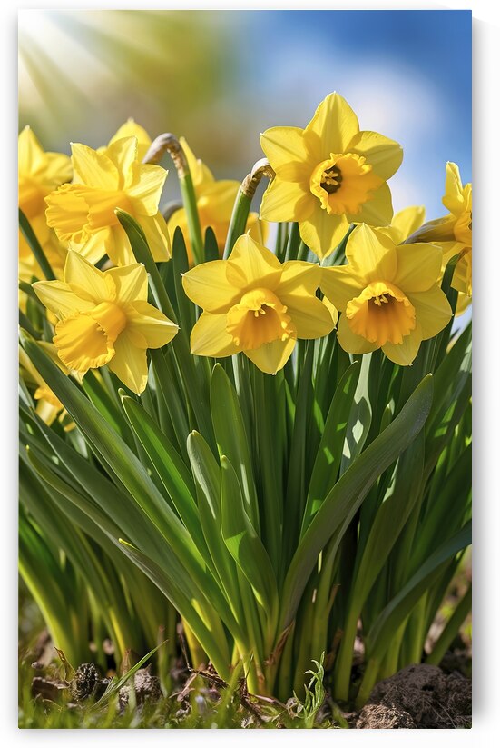 A cluster of vibrant yellow daffodils sprouting f 1722839034.607 by Veres Ioana