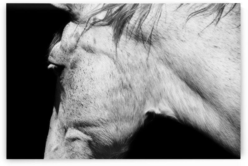 Casper | Horse Portrait Abstract by Wildhood