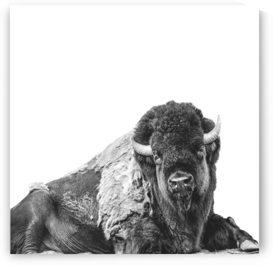 Friendly Bison by Wildhood