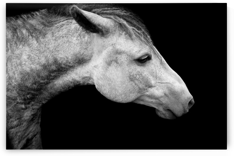 Horse Photography by Wildhood