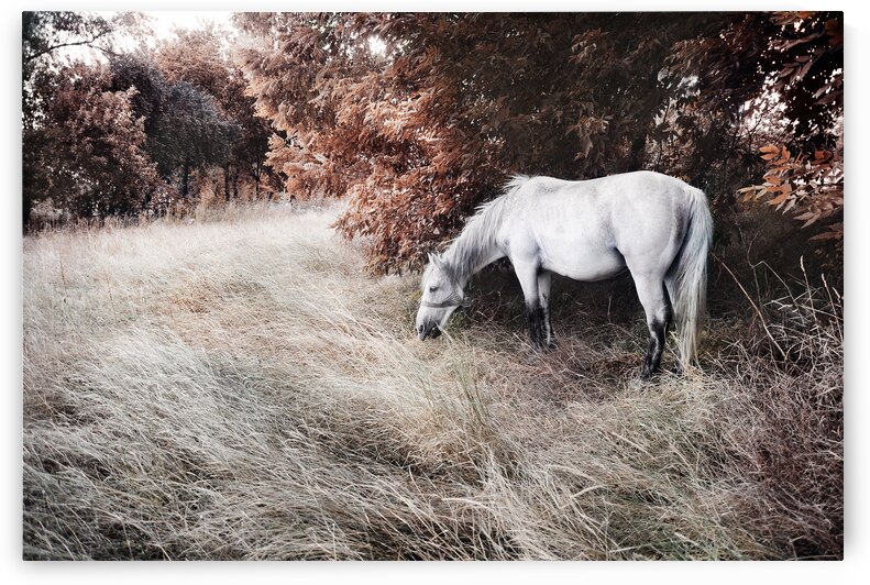 White horse in field by Jelena Jovanovic Fine Art