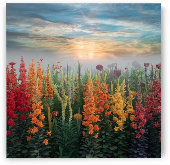 Sun rises with multi color flowers by ziyad sobeh