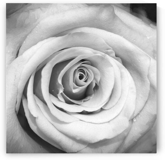 BIG RED Red Rose Macro Abstract X100 1 by Rich Franco