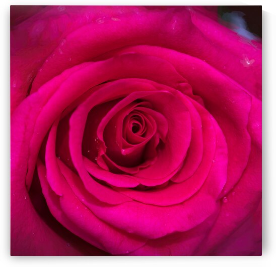 BIG RED Red Rose Macro Abstract X100 3 by Rich Franco