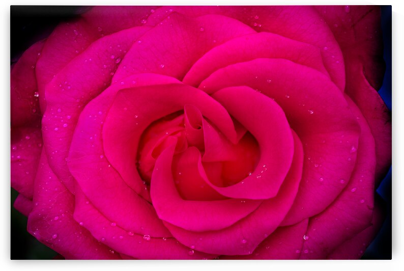 BIG RED Red Rose Macro Abstract X100 4 by Rich Franco