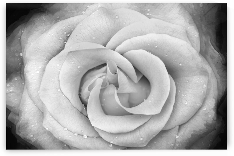 BIG RED Red Rose Macro Abstract X100 5 by Rich Franco