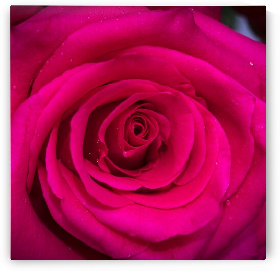 BIG RED Red Rose Macro Abstract X100 6 by Rich Franco