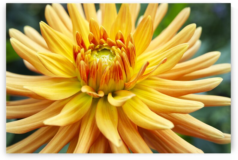 Orange Aster  by Iris H Richardson