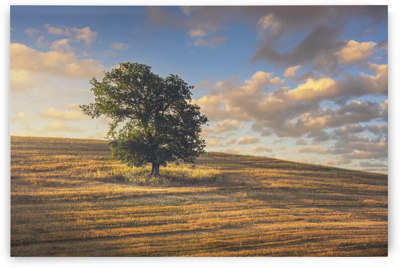 Lonely tree at sunset. Tuscany by Stefano Orazzini