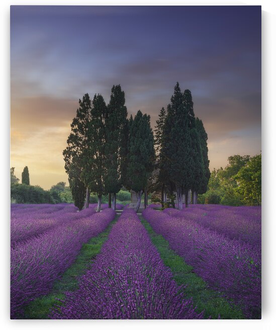 Lavender field and cypress trees. Bolgheri Tuscany  by Stefano Orazzini